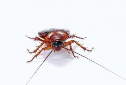 娱乐吃瓜酱蟑螂咬人,蟑螂咬人事件背后的惊人真相